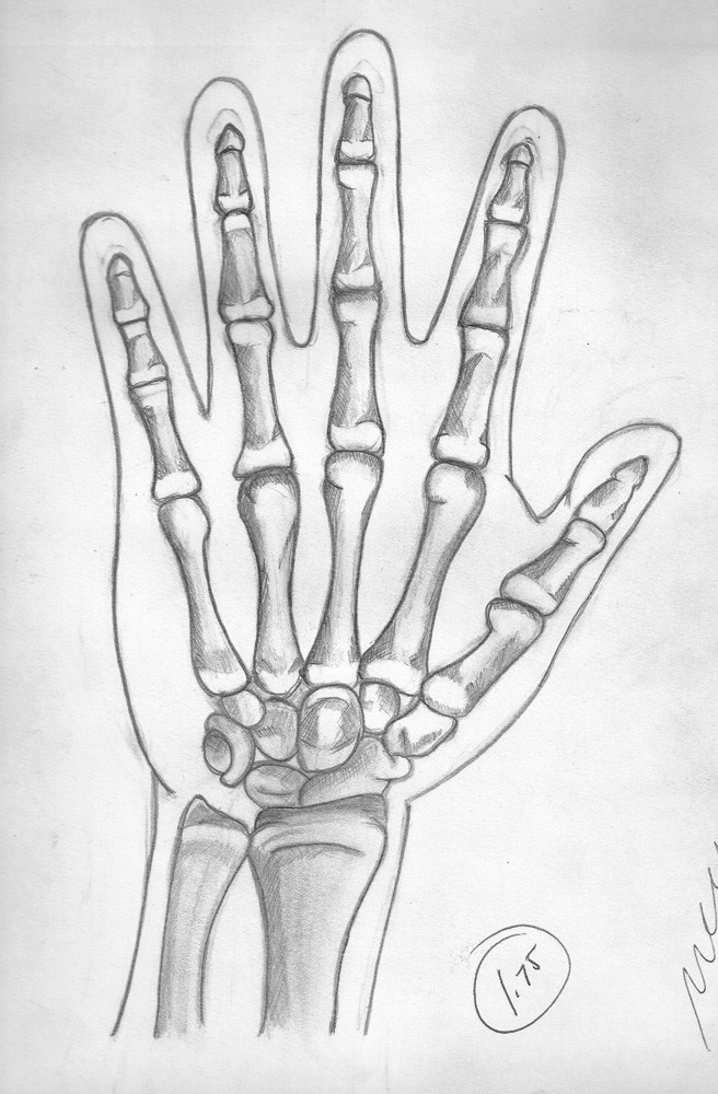 Anatomy Skeleton Hand by lemrac on DeviantArt