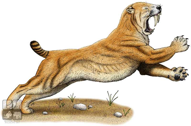 saber toothed cat coloring pages - photo #18