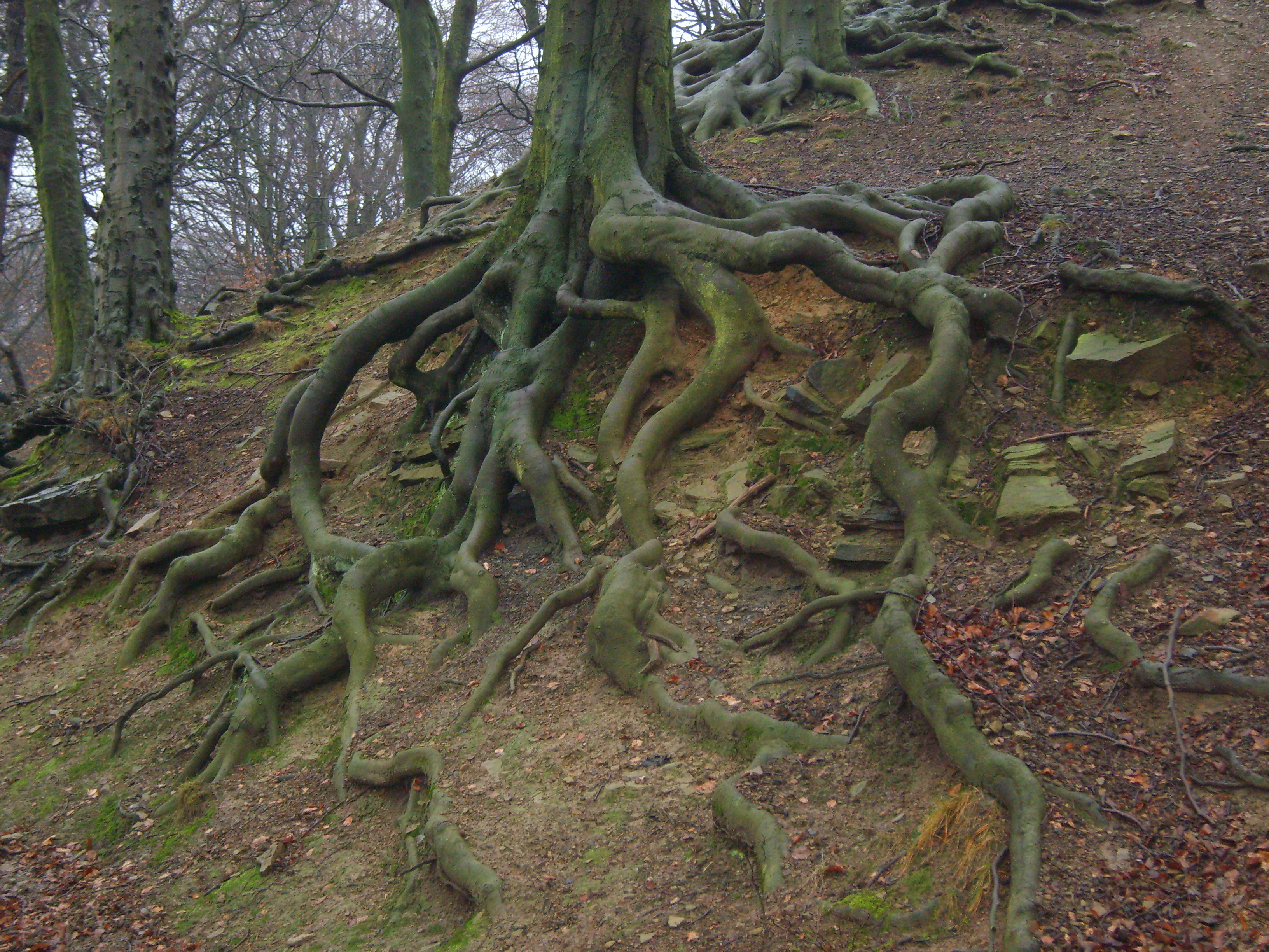 tree-roots-by-paulinemoss-on-deviantart