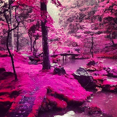 Pink Forest. by WhatIsBeauty1