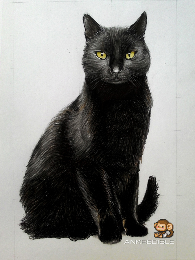 Cat (Color Pencil Drawing) by Ankredible on DeviantArt