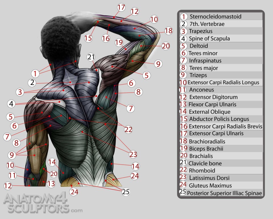 Anatomy for Sculptors 9 by anatomy4sculptors on DeviantArt