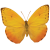 Butterfly icon.5