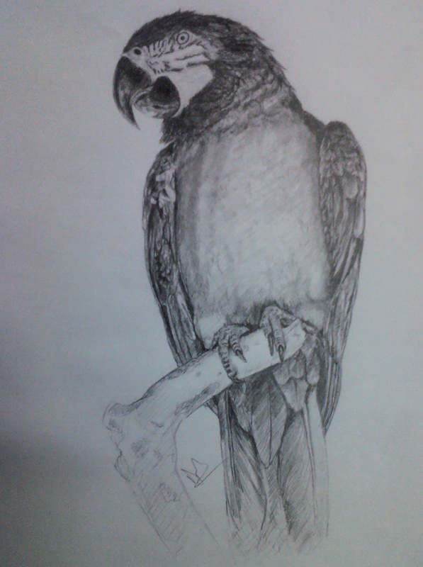 parrot pencil drawing by nelutuinfo on DeviantArt