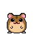 Teddy Bear hamster