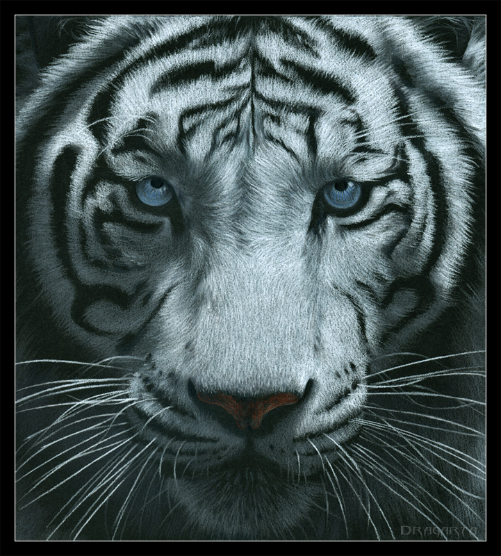 Tygrys 1 swatanie
