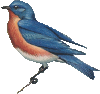Eastern bluebird Icon big (animated) by linux-rules